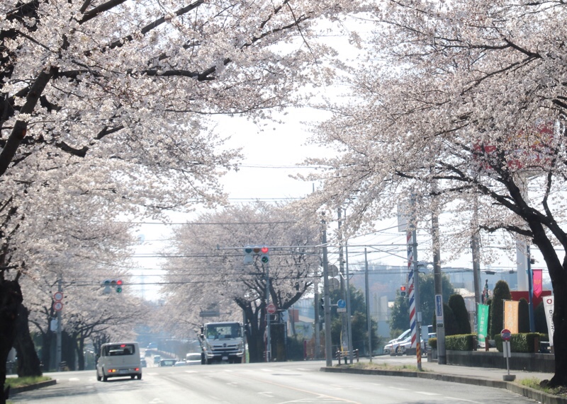 小山市中久喜 イオン前 の桜並木が美しい 小山市の桜スポットの紹介 おやナビ おやま