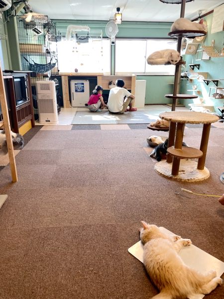 猫かふぇ 猫日和 へ かわいい猫たちの癒やしの空間でまったりと 小山市犬塚 おやナビ おやま