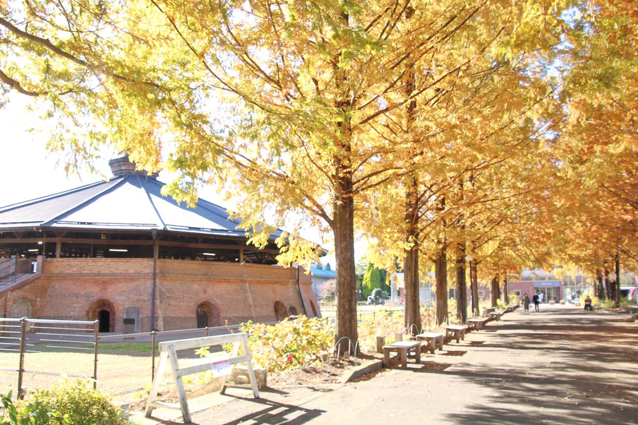 野木町煉瓦窯 ホフマン館 のメタセコイア並木の紅葉が美しい 野木町 おやナビ おやま